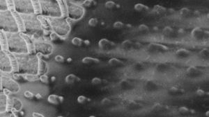 'Nanoscale tent' structure, as seen by an electron microscope. Image: ANU Physics